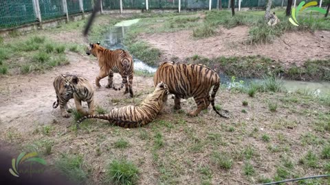 Playful Tigers Roam Free in a Serene Park 🐯🐅