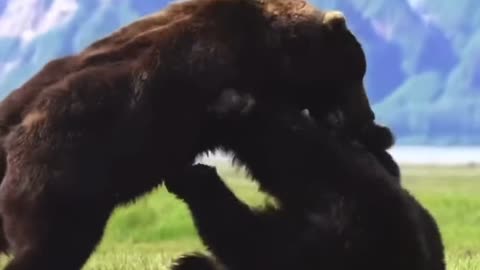 fight between two ferocious bears