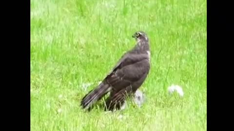 Birds trying to save a pigeon from an eagle