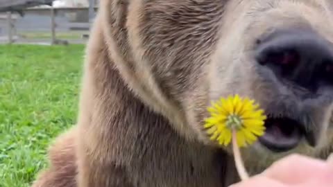 Bear person friendship