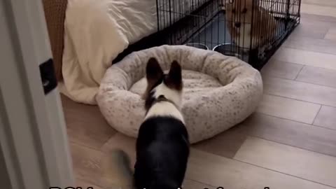 POV: my dog just found out we're dog sitting his best friend