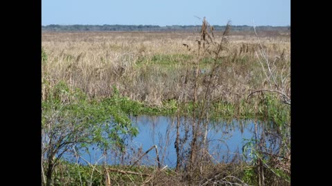 Emeralda Marsh Conservation Area, Leesburg, Florida. Slideshow.