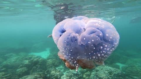 take a closer look at the jellyfish, these are very beautiful.