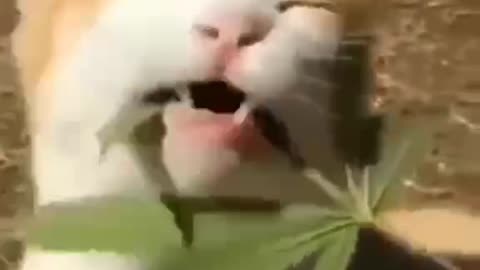 Cat legalization in Ukraine