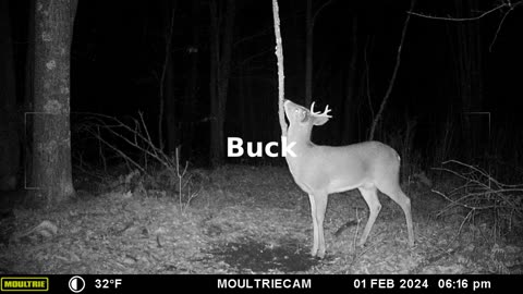 Big Buck