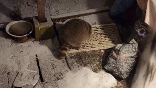 December 19th, 2023 | The Lads Raccoon Vlog - 001 | They're Back! | #shorts