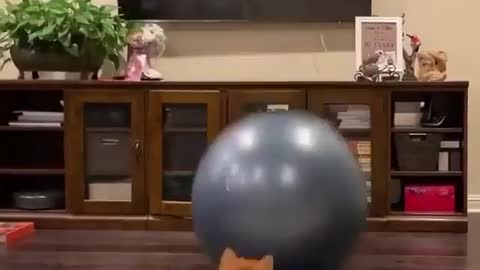 Dog play with ball 🏀