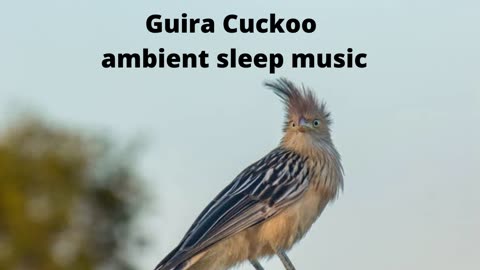 Guira Cuckoo bird 1 hour ambient sleep music