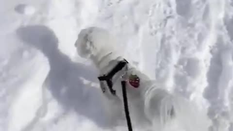 A cute little puppy stepping on the snow for the first time