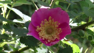 Baldhip Rose