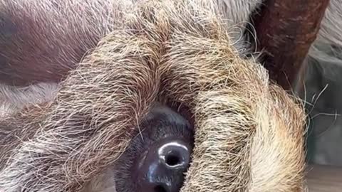 A close-up of a sloth
