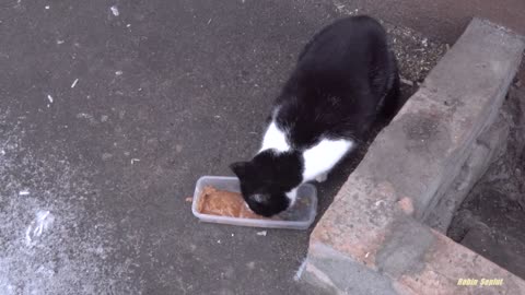 Tuxedo cat meowing as if she is crying