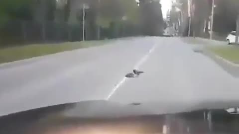 A bird telling a hedgehog to hurry across because it's dangerous 🦔🕊️