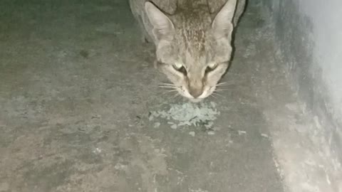 CAT EATING RICE || CAT CUTE MOMENT