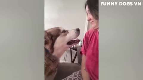 Funny Dog video Funniest dog