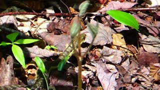 Garter Snake