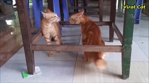 Cats Fighting and Meowing - These Two are Bloody Sisters |