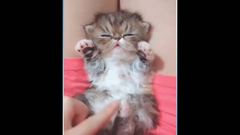 Cute and funny cats #1