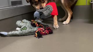 Nervous Pup Carries Favorite Toy For Comfort