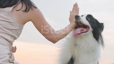 Cute Border Collie Dog Touch Owner Hand By Paw Give High Five To Woman Stock Video