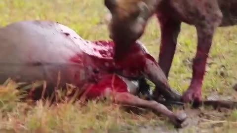 Shocking Video of Hyenas Preying Wildebeest alive and Find Out Why!