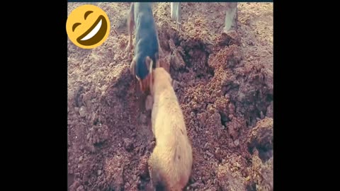 dog helping farmers to catch the rat | The dog is catching the mouse How do dogs catch mice?