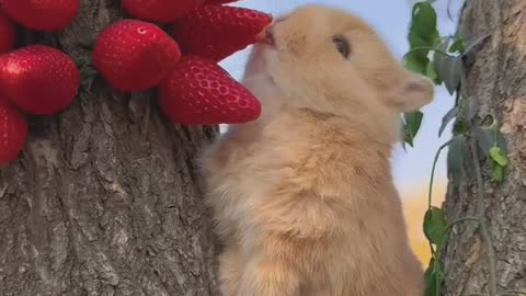 Eating strawberry is so satisfying!🐇