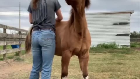 Funniest and Cute Horse Videos Compilation cute moment of the horses - Cute Baby Horses #3