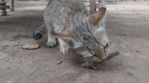 Funny Kittens Feeding Homeless Hungry Kittens