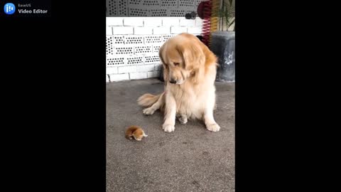 golden retriever confuse reaction from baby kitten.mp4