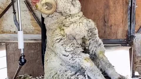 Shearing a Curly Horned Ram