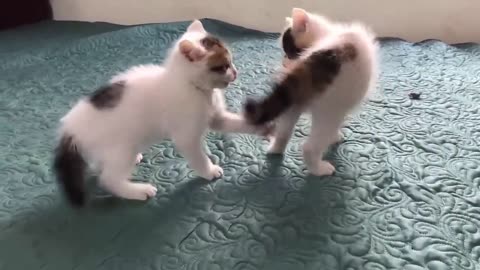 These cats essentially engage in regular fighting as part of their everyday routine.