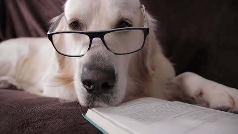 Dog falls asleep while reading a book