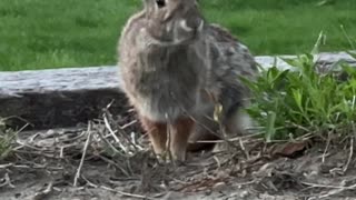 A Rabbit Sniffing for Potential Danger