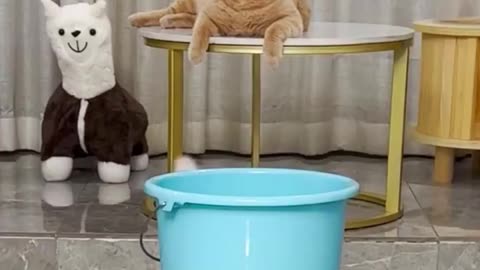 cats funny videos #cats #video #funny #virul