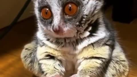 Mouse lemur