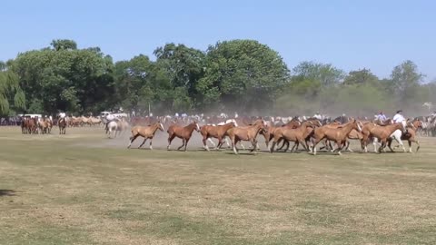 The most important Gaucho competition of Herd of Horses of Argentina