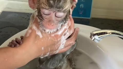 (Monkey) We have a bath today 😋