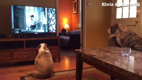 Bulldogs extremely excited when favorite movie comes on TV