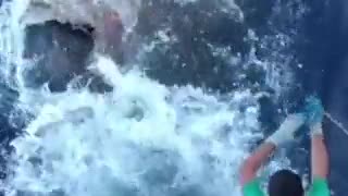 Great White eats tuna directly off fishing line
