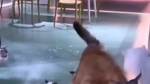 Cute Kitten fighting videos