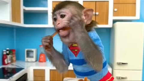 Latest monkey funny videos 2023