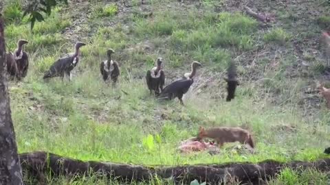 Deer kill with vulcher in Pench Tiger Reserve amazing sighting