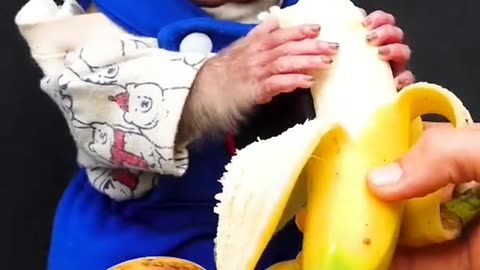 Cute and funny monkey 🐒 eating banana.