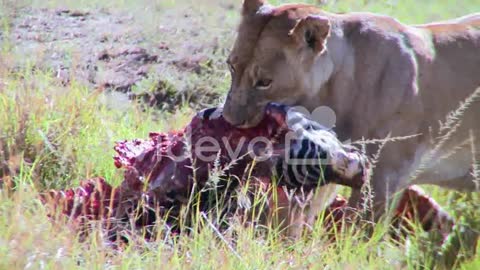 A big cat eats prey on the African savannah 1