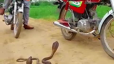 Cobra snake sit on the way