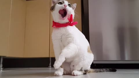 Cute cat in kitchen