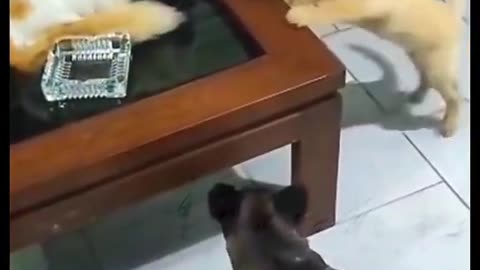 Really Funny....Cute 🐈 & DOG 🐕 Fight
