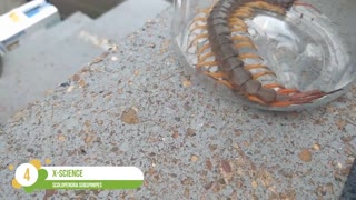 5 Giant Centipedes, Many Legged Poisonous Animals