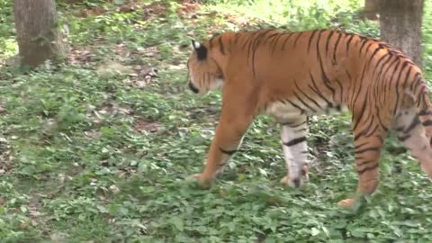 Roaring Royal Bengal Tiger